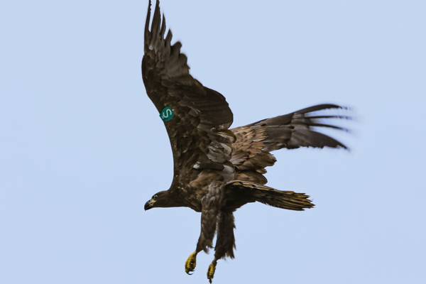 Norway-born white-tailed eagle chicks released in Ireland to boost population
