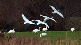 Warning issued over risk of swan deaths at new Bray bridge