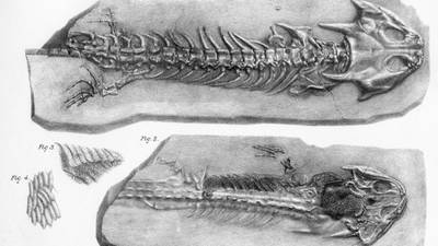 Intrigue and egos in a tussle over Irish amphibian fossils in 1866