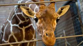 Dublin Zoo ‘saddened’ at decision to put down giraffe