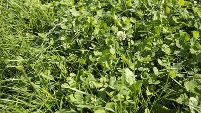 In clover: how Teagasc research helps farmers improve yields, reduce costs