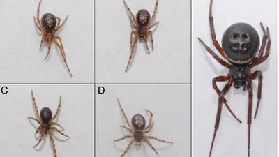 Ireland under attack from spiders that are wiping out native species