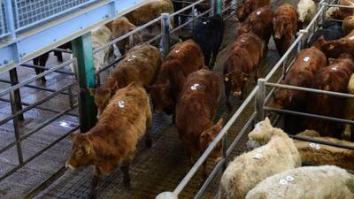Gardaí investigating death of man trampled by bullock at Galway mart