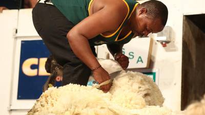 New Zealand takes top prize in sheep shearing world championships