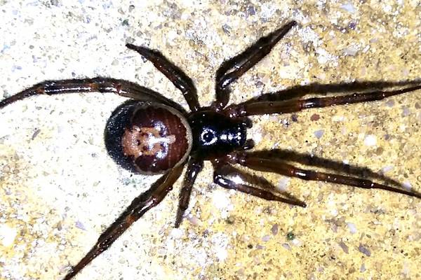 Parasites and spider bites: readers’ nature observations and queries