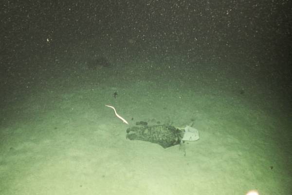 Going deep: Plastics found 2,100m under the sea off Co Kerry coast