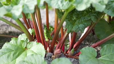 Rhubarb, rhubarb, rhubarb: it's not just for crumbles
