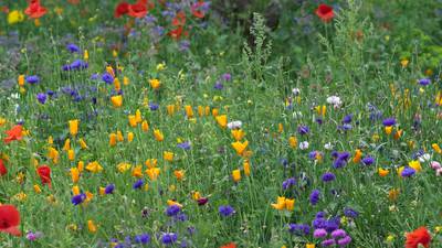 Go wild in the garden: how to sow your own wildflower meadow