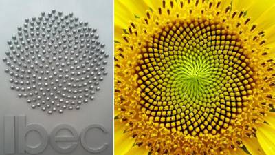 The efficient use of space behind Ibec’s sunflower-style logo