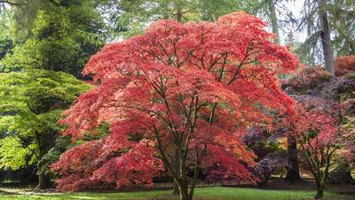How you can make the most of 'the magic fairydust' of foliage in your garden