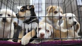 Seanad hears Ireland being used to smuggle puppies into Britain
