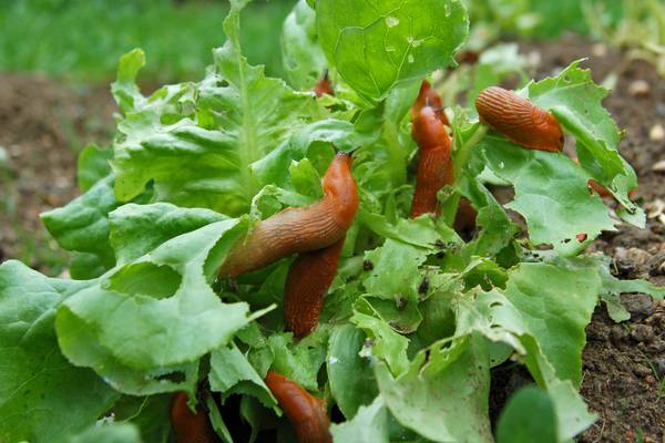 The war on garden slugs: I’m coming for you