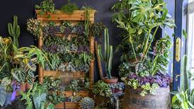 Your gardening questions answered: Should I get my houseplants watered while I’m away over winter?