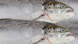Up to 230,000 farmed fish lost in February  storm