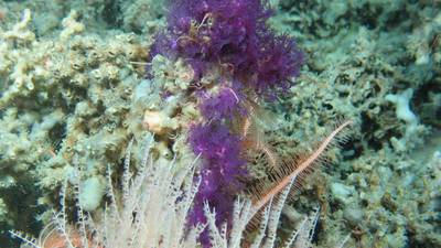 Sea sponges found off Mayo coast sampled for new drug treatments