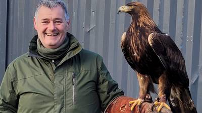 Appeal to help find golden eagle missing in Co Wicklow