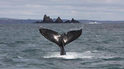 Irish researchers track humpback whale migratory path