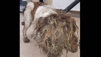 Wicklow man fined for keeping dogs in ‘horrendous’ conditions
