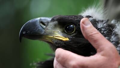 White-tailed eagles spread their wings with 24 new chicks released into Irish skies