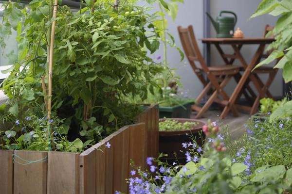 Balcony bounty: Easy-grow herbs and salads that thrive in small spaces
