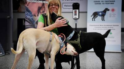 Sniffer dog trials make case for rapid detection of Covid
