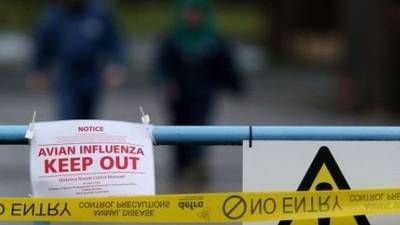 Second case of bird flu confirmed in Northern Ireland
