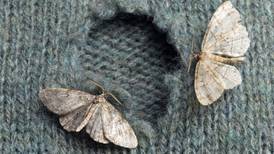 The hole truth: how clothes moths make themselves at home in summer