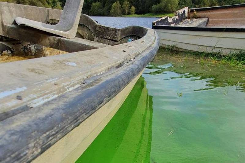 Algal bloom in Blessington lakes described as dangerous to humans and pets