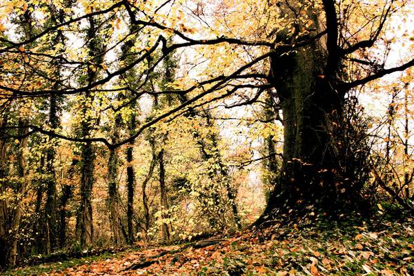 Branches of folklore: the Irish oak, ash, yew and birch