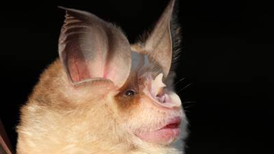 For bats, love is blind – and increasingly loud