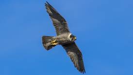 Flying high: Peregrine falcons return to Irish skies