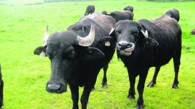 Interest in Ireland’s first buffaloes mart sale ‘goes bananas’