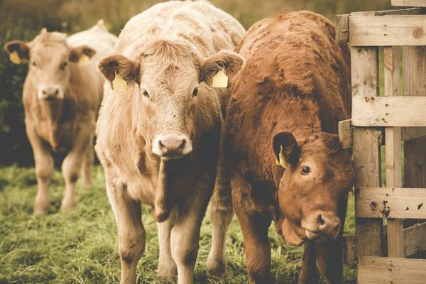 Brexit €100m beef fund for farmers announced