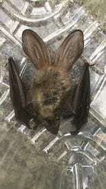 This bat’s prey can include spiders, beetles, earwigs and moths