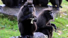 No sanctions for Dublin Zoo as whistleblower’s claims dismissed