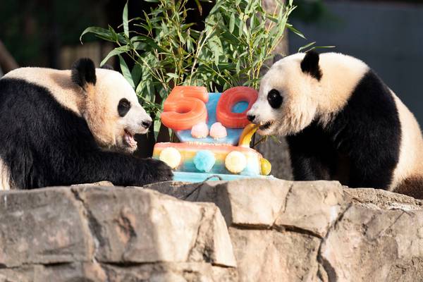 Giant panda celebrations a reminder of better times in US-China relations