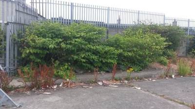 Stoneybatter residents urged to take legal action over invasive knotweed