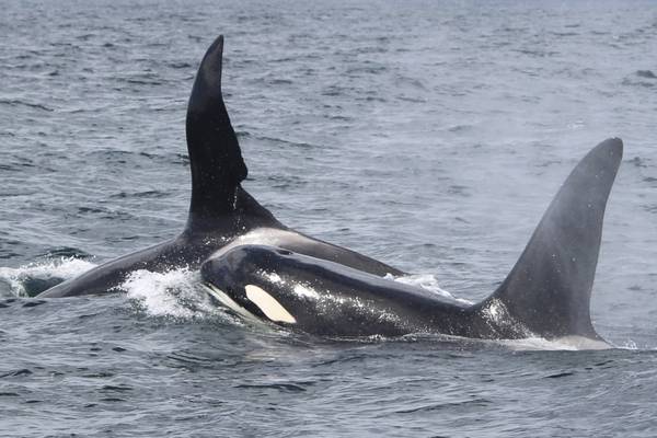 ‘Extraordinary’ sighting of orca with baby pilot whale astounds scientists