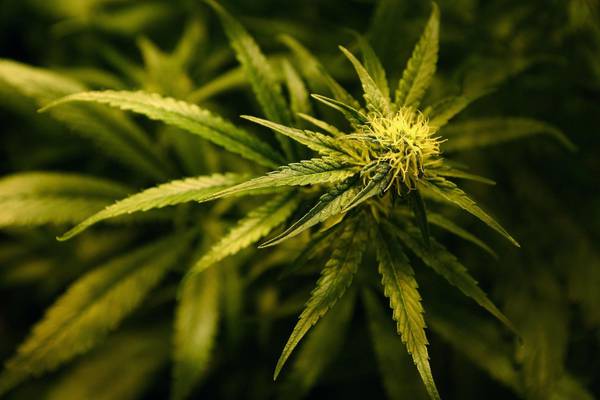 Man arrested as cannabis worth €60,000 seized in Waterford