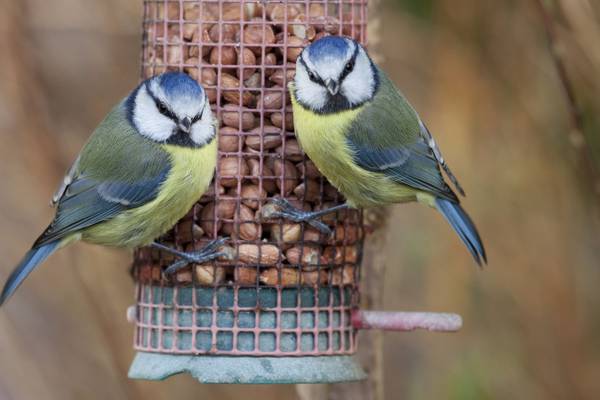 Laura Kennedy: It might be nice to operate on autopilot, like birds