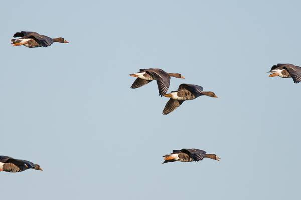 An utter slob: Wexford’s unique wildfowl reserve