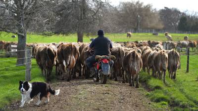 Farmers criticise Mary Robinson’s calls to ‘not eat meat’