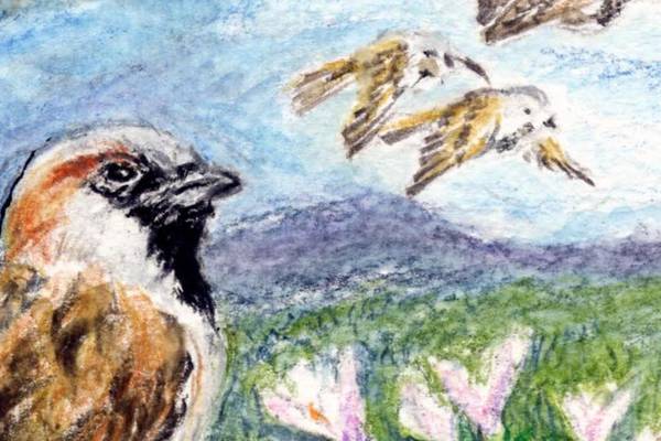 The rapid decline of the restless, chirruping house sparrow
