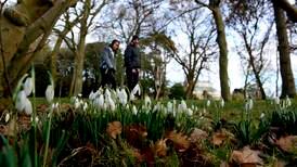 Snowdrops: How to grow them and where to see them