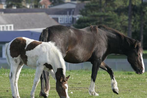 Local authorities ‘not equipped’ for rising horse welfare issues