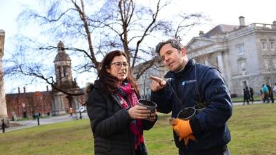 Trinity College uncovers 100 baby birch trees during no-mow May: ‘It’s a happy accident’ 