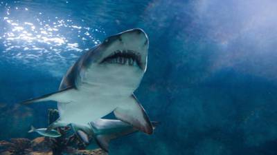 Australia to step up surveillance but shuns call for shark cull