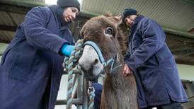 Donkey sanctuary ceases new intakes as it runs out of space