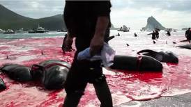Activists criticise Denmark over whale killings on Faroe Islands