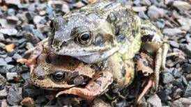 How was amplexus for you, dear? Your nature queries answered